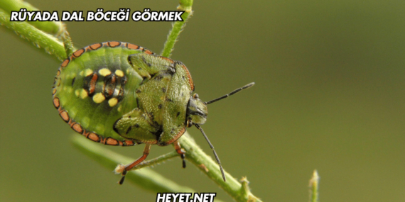 Rüyada Dal Böceği Görmek
