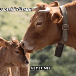 Rüyada Dana Derisi Yüzmek