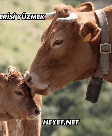 Rüyada Dana Derisi Yüzmek