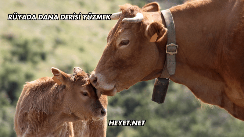Rüyada Dana Derisi Yüzmek