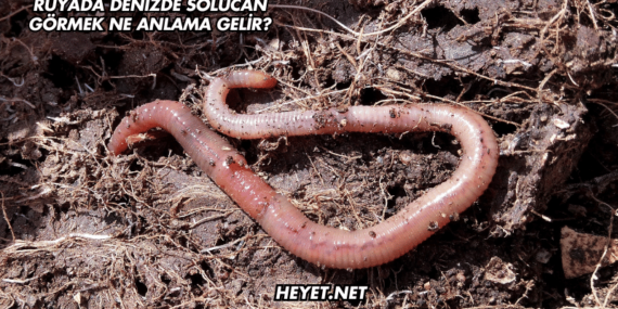 Rüyada Denizde Solucan Görmek Ne Anlama Gelir?