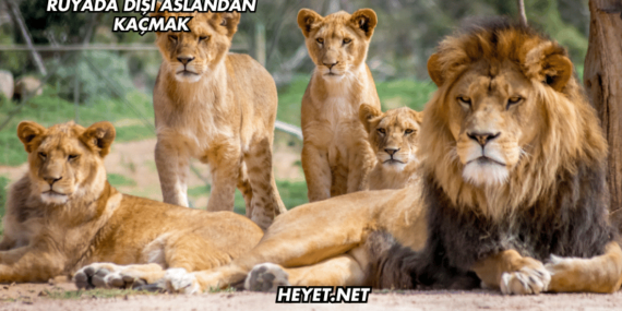 Rüyada Dişi Aslandan Kaçmak