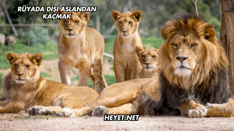 Rüyada Dişi Aslandan Kaçmak