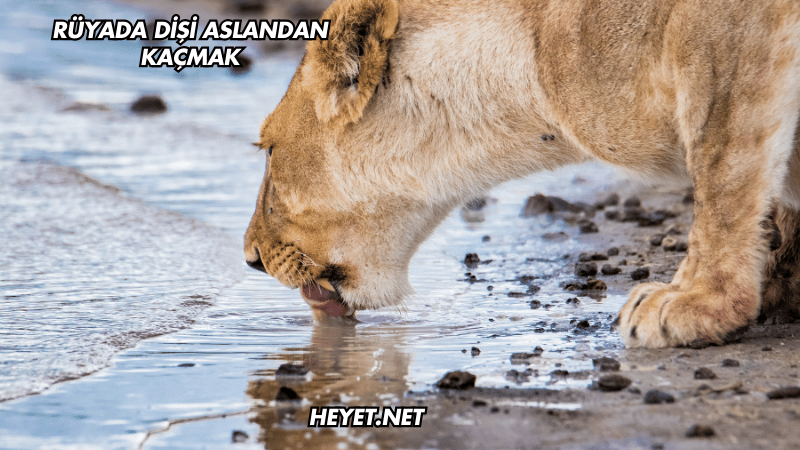 Rüyada Dişi Aslandan Kaçmak
