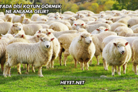 Rüyada Dişi Koyun Görmek Ne Anlama Gelir?