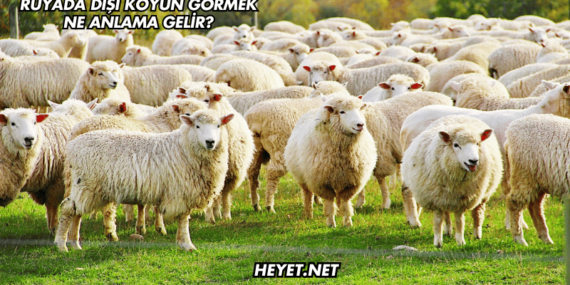 Rüyada Dişi Koyun Görmek Ne Anlama Gelir?