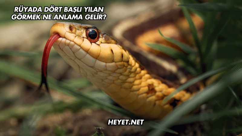 Rüyada Dört Başlı Yılan Görmek Ne Anlama Gelir?