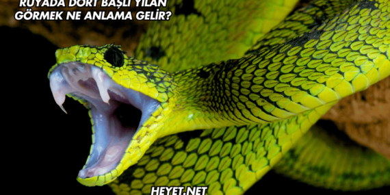 Rüyada Dört Başlı Yılan Görmek Ne Anlama Gelir?