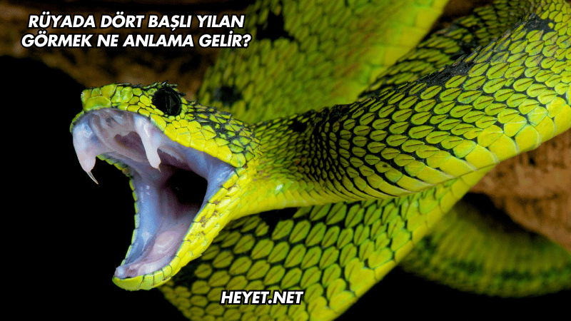 Rüyada Dört Başlı Yılan Görmek Ne Anlama Gelir?